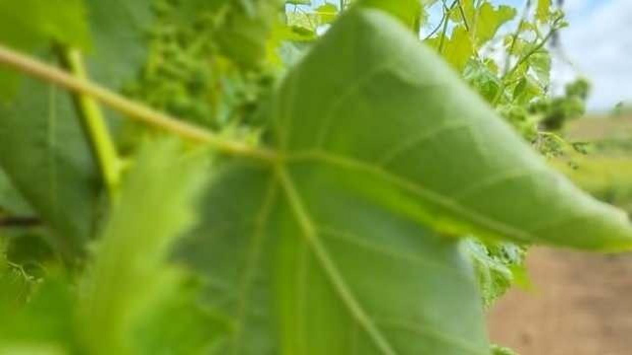 Yaprak toplama sezonu başladı!