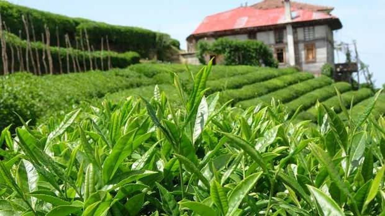 Yaş &ccedil;ay alım fiyatı a&ccedil;ıklandı