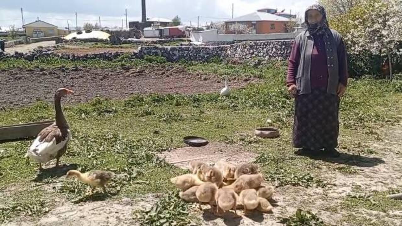 Kars'ta kaz, gram altınla yarışıyor! Şaşırtan fiyat...