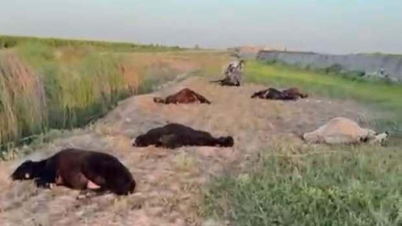 77 küçükbaş zehirlenerek öldü