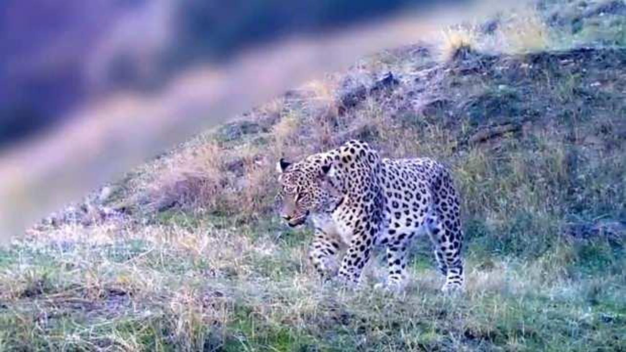 Bakan Yumaklı'dan 'Anadolu parsı' paylaşımı