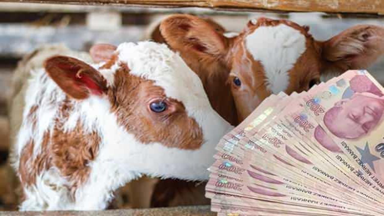 Bakanlık müjdeyi verdi: Destek ödemeleri bu akşam IBAN'a yatacak