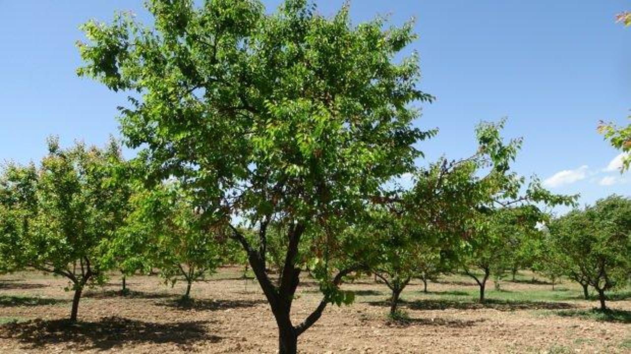Zirai don yüzünden umutları tükenmişti! Yeşeren ağaçlar çiftçilerin yüzünü güldürdü!