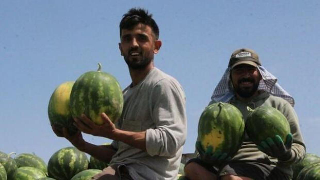 Adana&rsquo;da sezonun ilk karpuz hasadı başladı; tarlada kilosu 7 TL