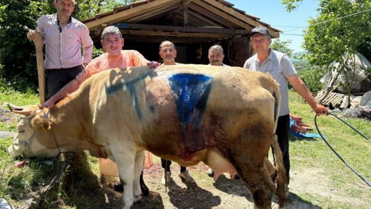 &Ccedil;ift başlı buzağı, sezaryen doğumla d&uuml;nyaya geldi