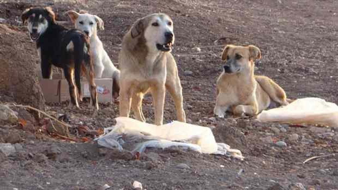Başıboş sokak köpeği vahşeti: 5 yaşındaki Ömer hastaneye kaldırıldı