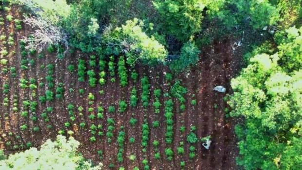 Diyarbakır'da 7 milyon 543 bin k&ouml;k kenevir ve skunk ele ge&ccedil;irildi