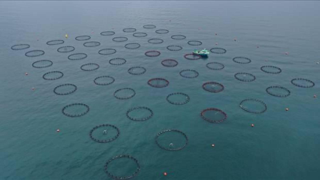 Doğu Karadeniz'in 4 aylık su ürünleri ihracatı 47,8 milyon doları aştı
