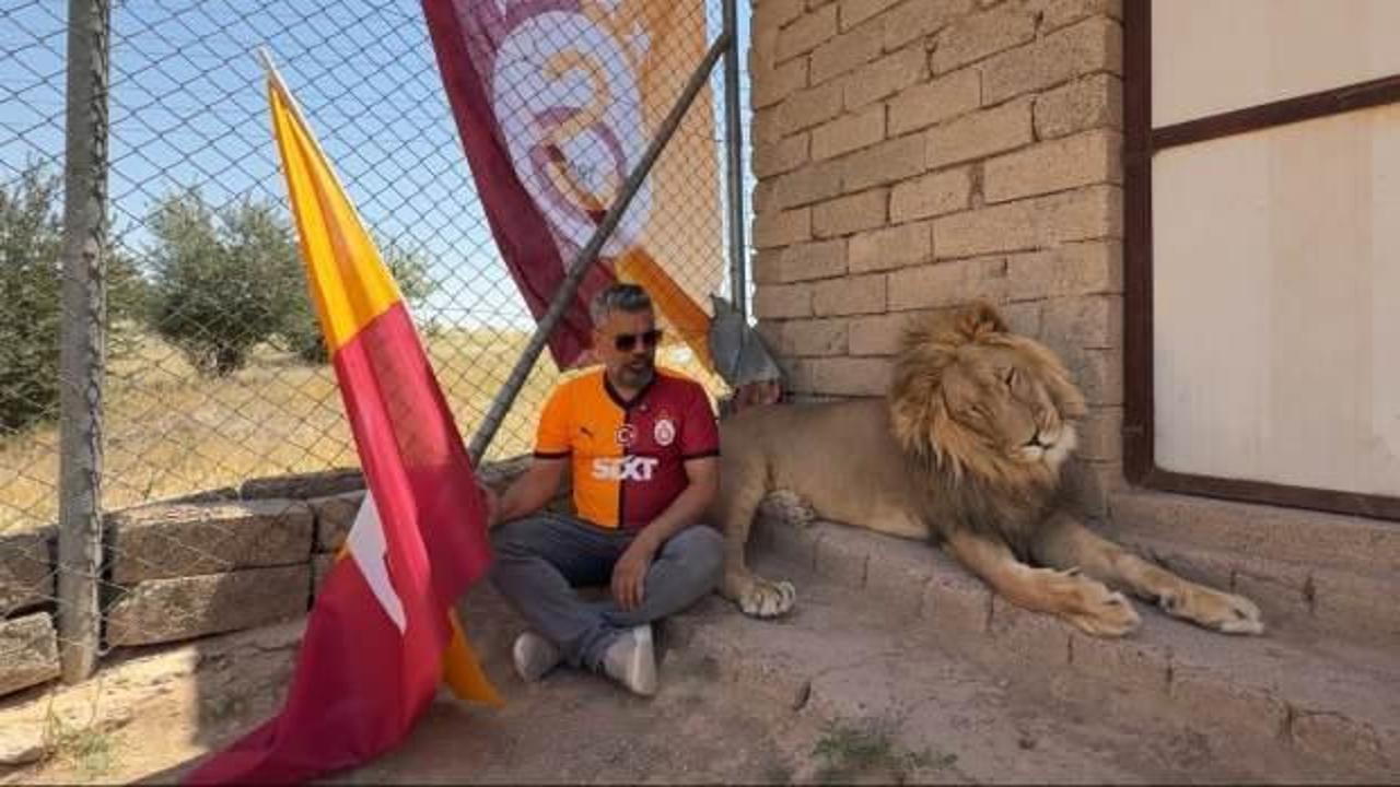 Evinde beslediği aslanlarla şampiyonluğu kutladı: Tekinin adı 'Fatih Terim'