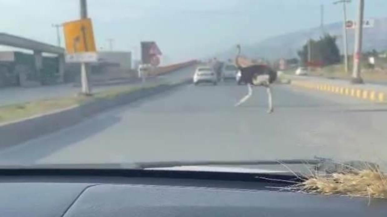 Hatay'da s&uuml;r&uuml;c&uuml;ler şaştı kaldı: Aboooo...