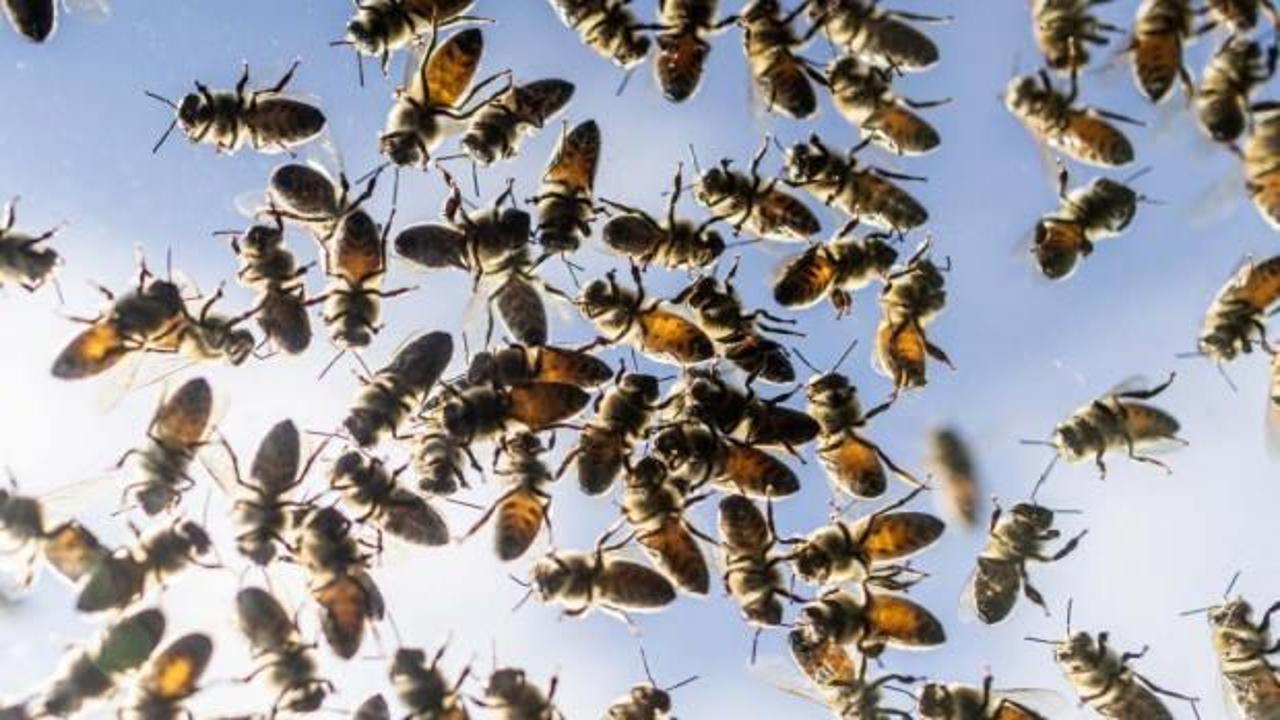 Korkutan gelişme! Toplu arı ölümleri arttı