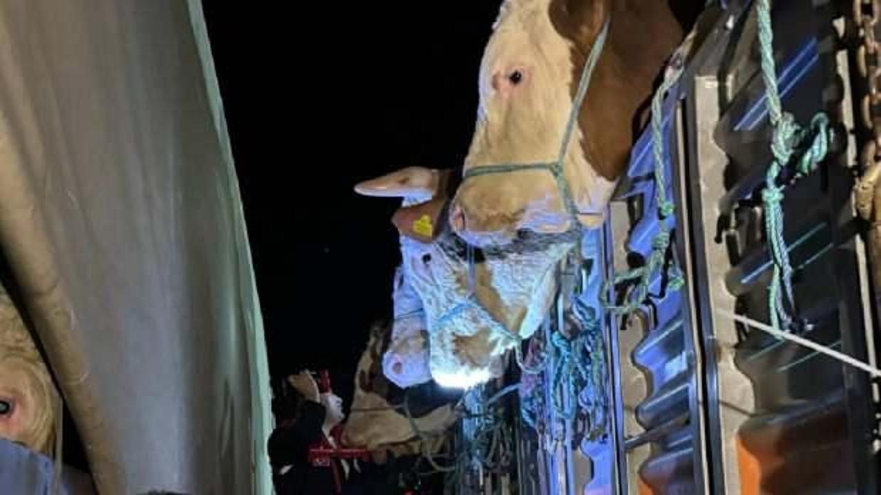 İstanbul'a kurbanlık hayvan girişleri başladı