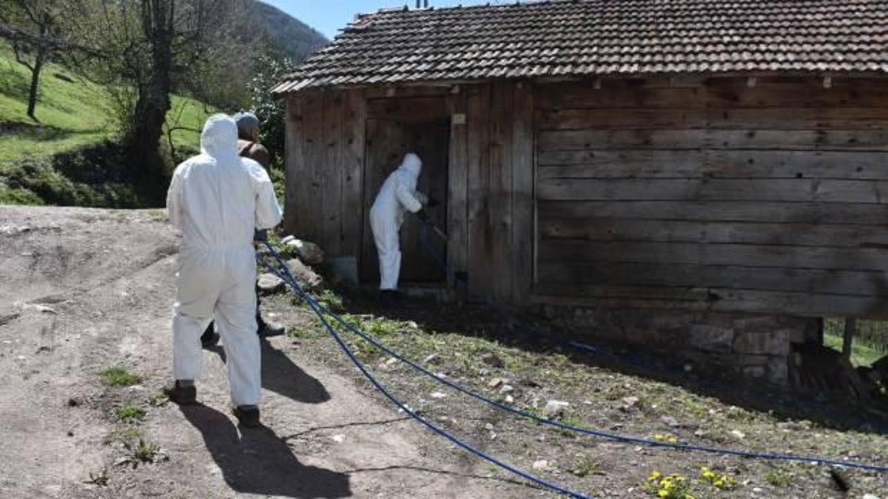 Ana vatanı Çin, Japonya, Tayvan! Çiftçinin belası Sakarya'da da görüldü
