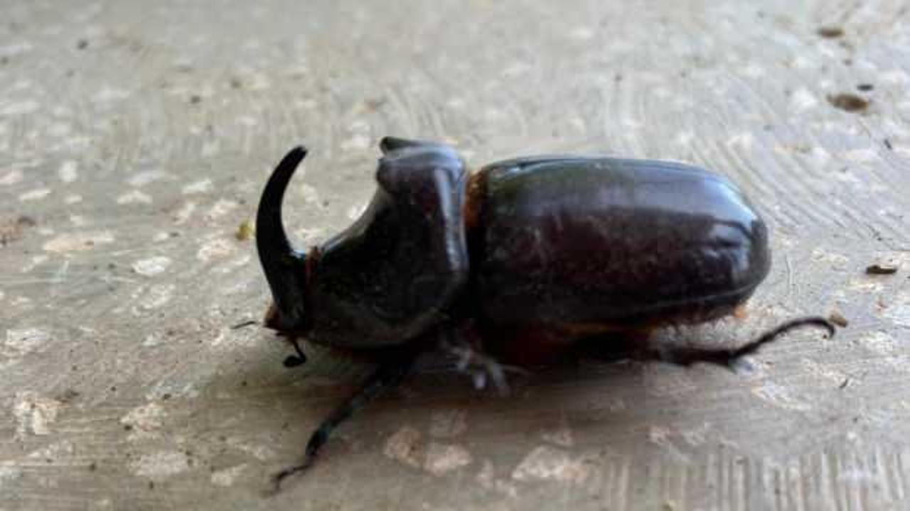 Manisa'da bulundu: Dünyanın en güçlü böceği olarak biliniyor