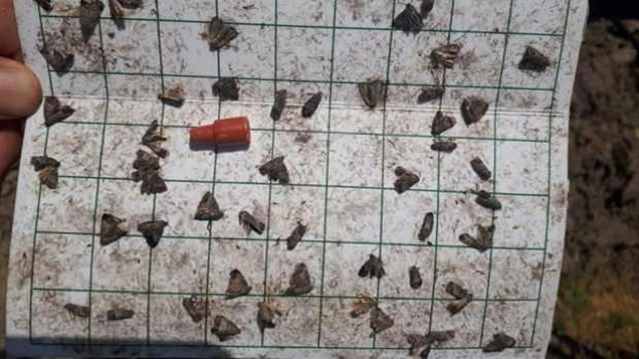 Meyve üreticiler aman dikkat! Hasadınız büyük zarar görebilir