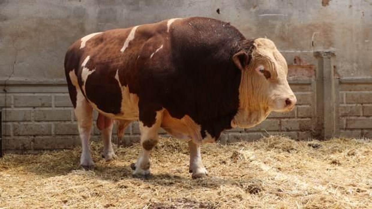 Şampiyon boğa 'Poyraz' satıldı! İşte fiyatı