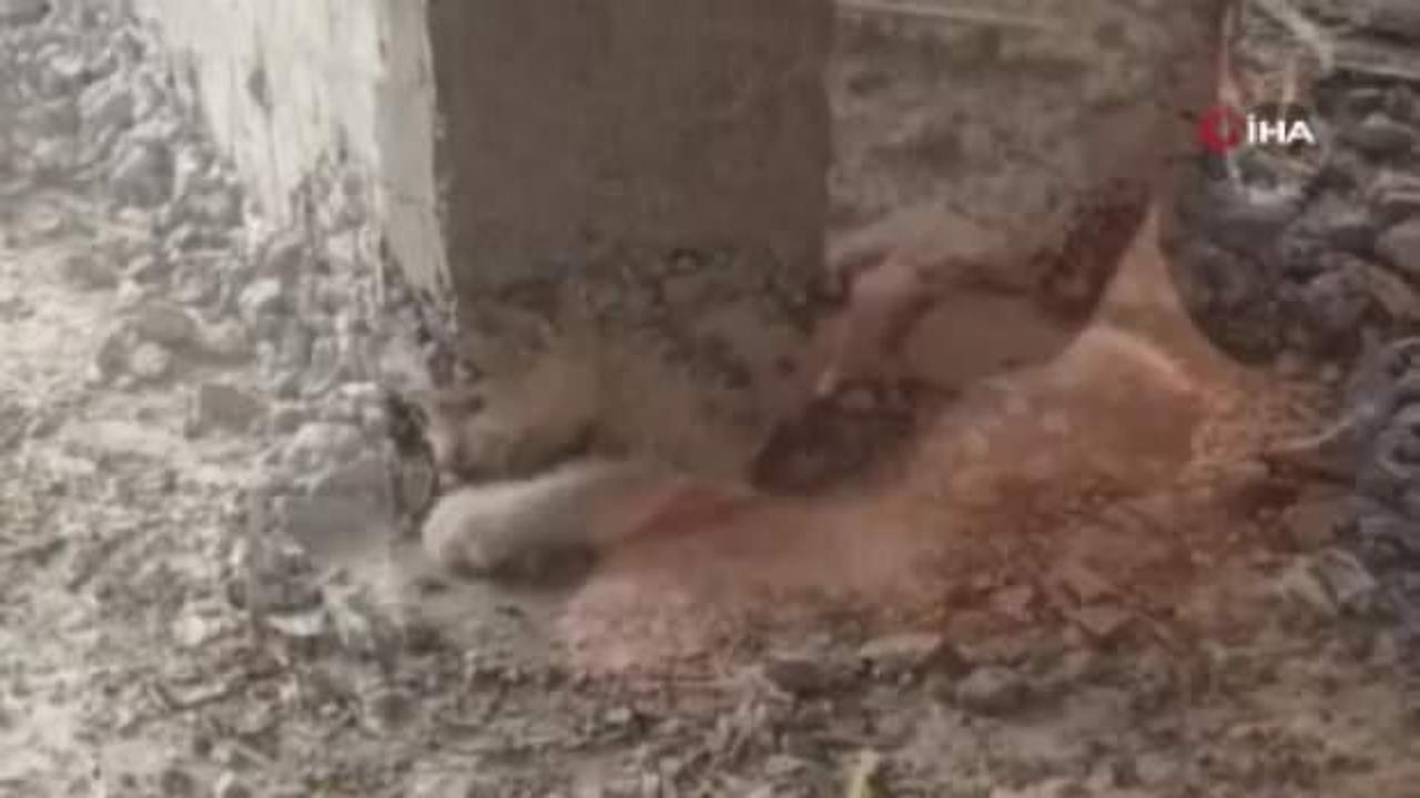 Şanlıurfa'da akıl almaz olay!