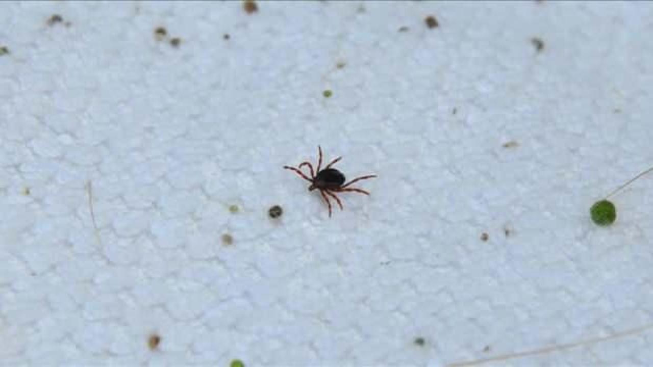 Sivas'ta kabus devam ediyor: Bir kişi daha öldü!