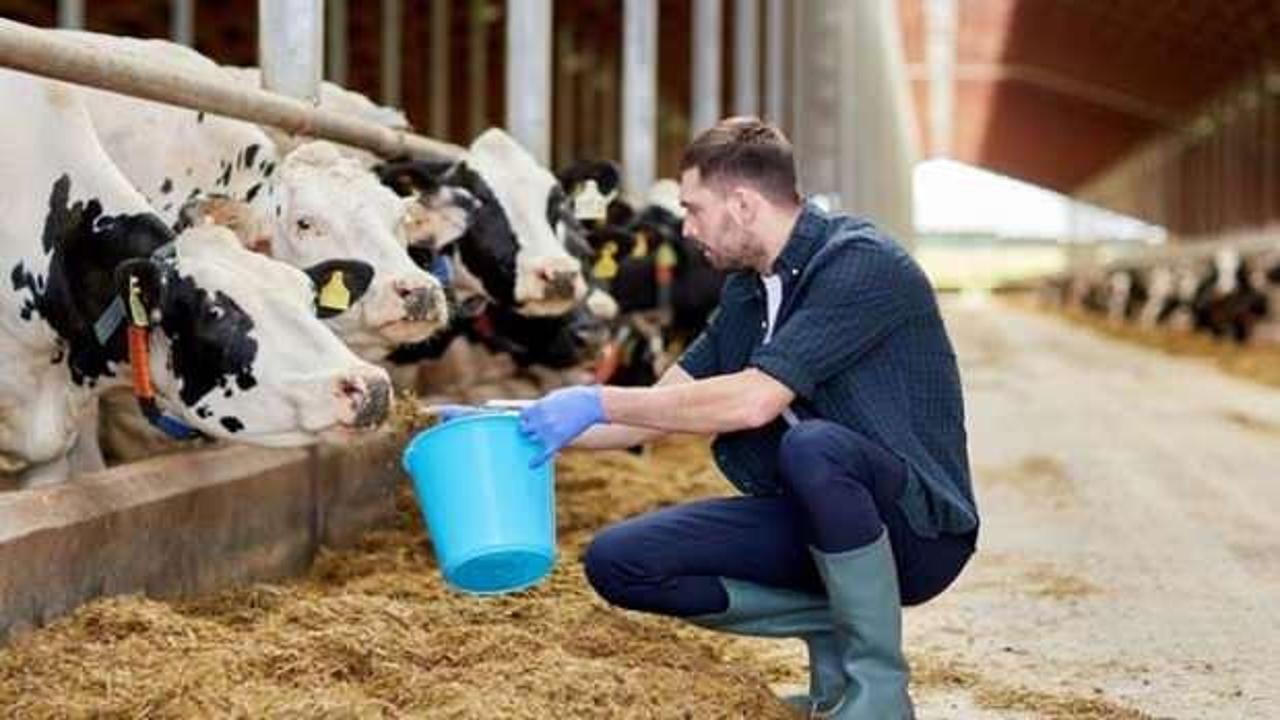 Türkiye hayvancılıkta Avrupa'da yeniden ilk sıraya yükseldi!