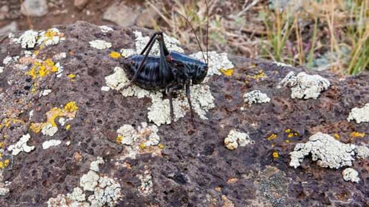 Yamyam cırcır b&ouml;cekleri istila etti! Kar k&uuml;reme ara&ccedil;ları devrede