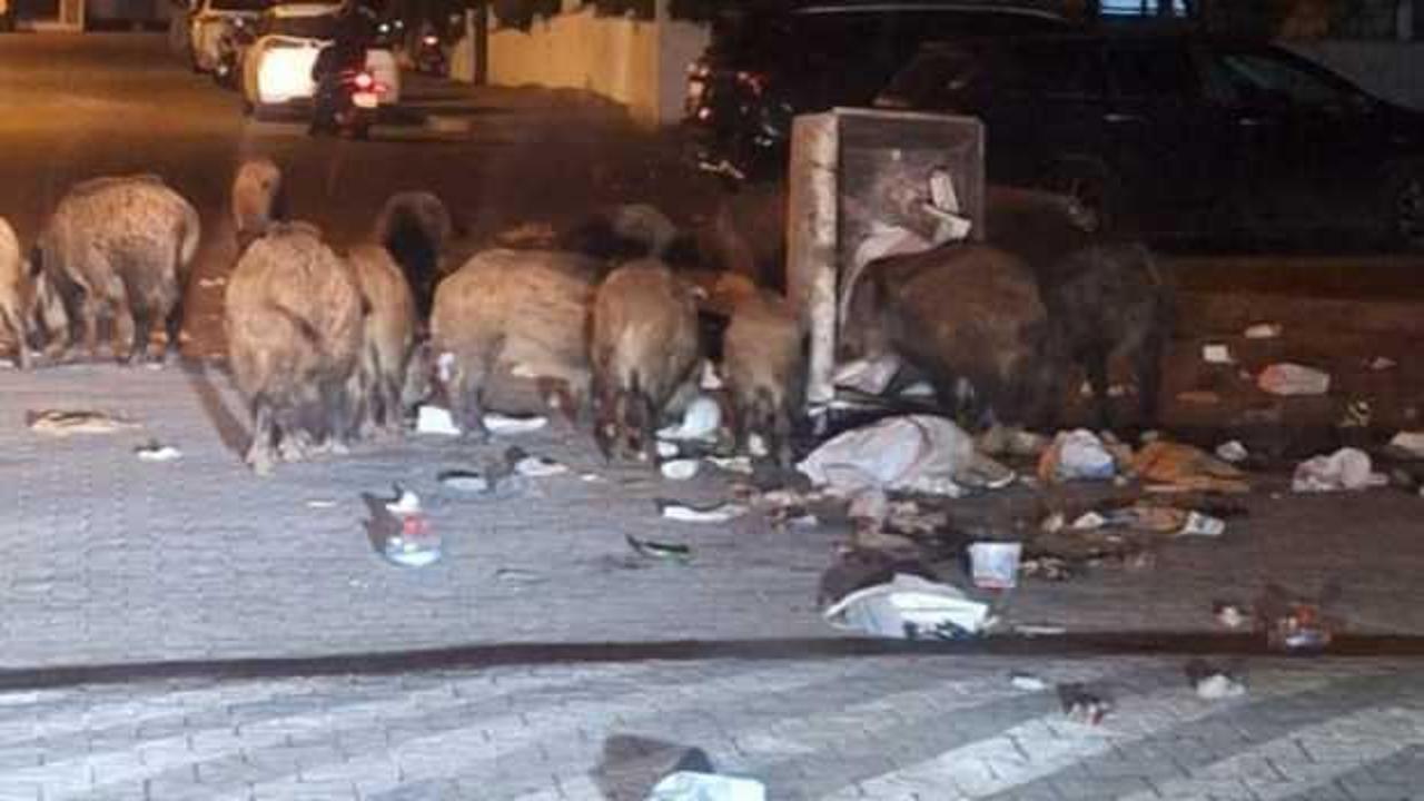 Yer: Muğla! Toplanmayan çöpler ve yaban domuzları vatandaşı canından bezdirdi!