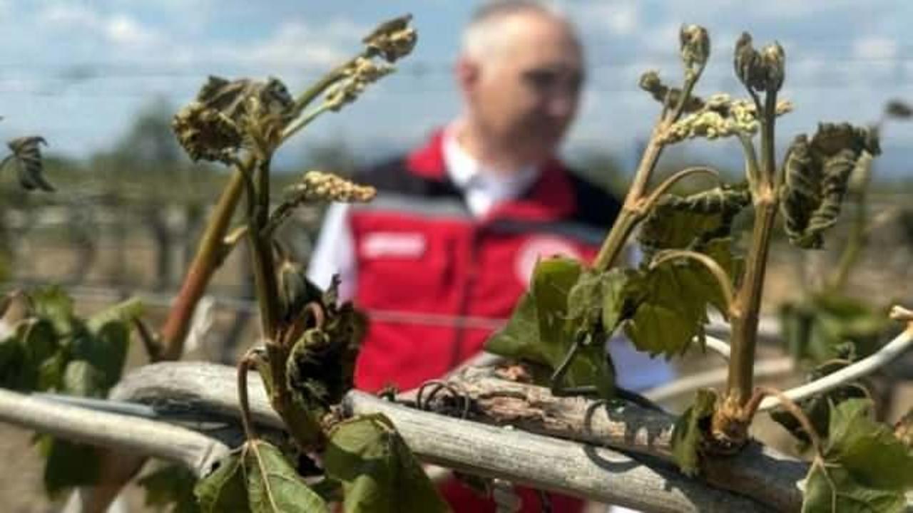 Zirai don destek ödemelerinde detaylar belli oldu