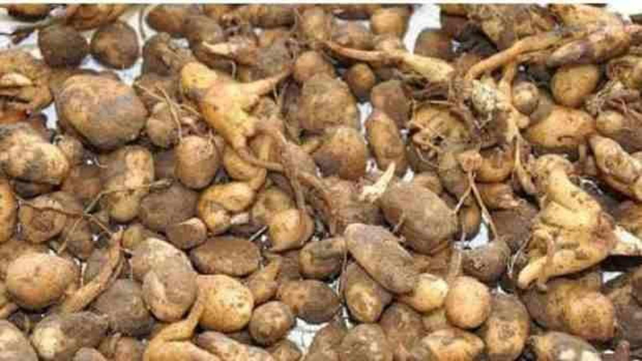 Denizli'de bu bitkiyi toplayana 547 bin TL ceza kesildi