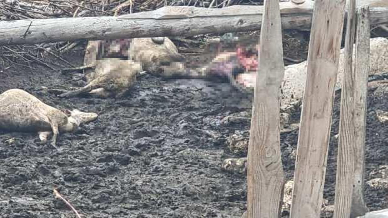 Manzarayı görenin içi yandı! Tam 25 koyunu telef oldu 