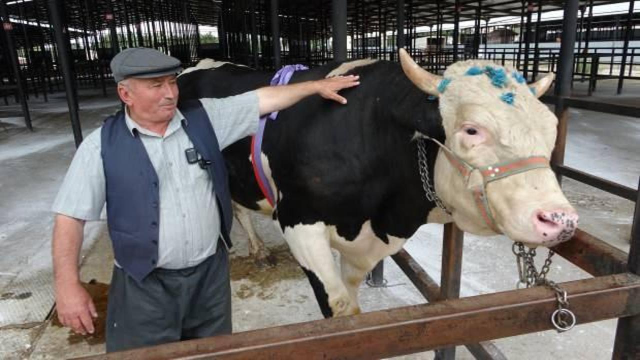 Kütahya’da pazarın gözdesi 1 ton 200 kiloluk tosun satıldı! İşte fiyatı...