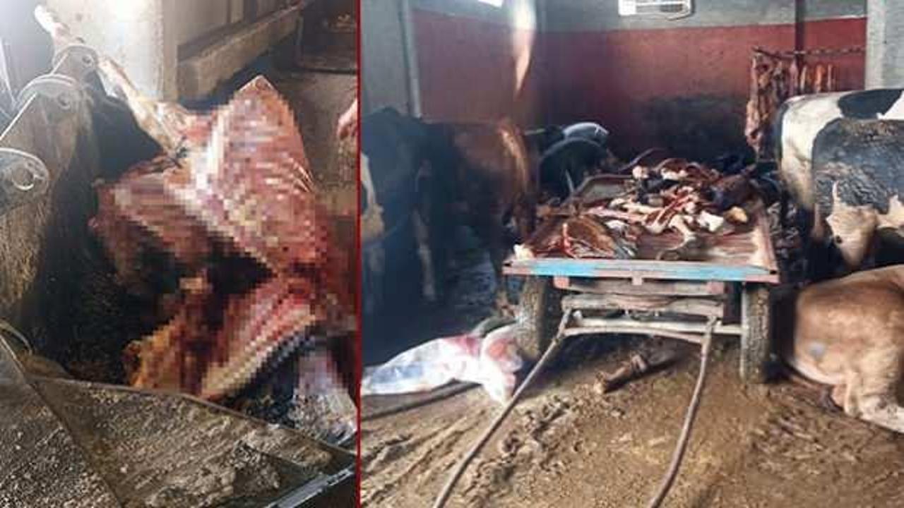 Adana'da gıda skandalı: Tonlarca at eti ele geçirildi!