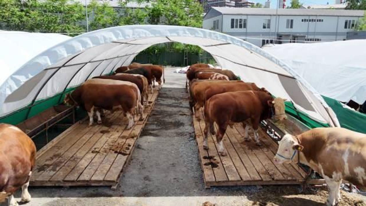 Bağcılar’da kurban pazarının gözdesi 'Şampiyon' oldu