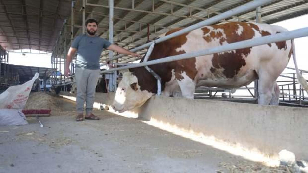 Devasa tosuna bakan &ccedil;ok ama alan yok! Fiyatı cep yakıyor 