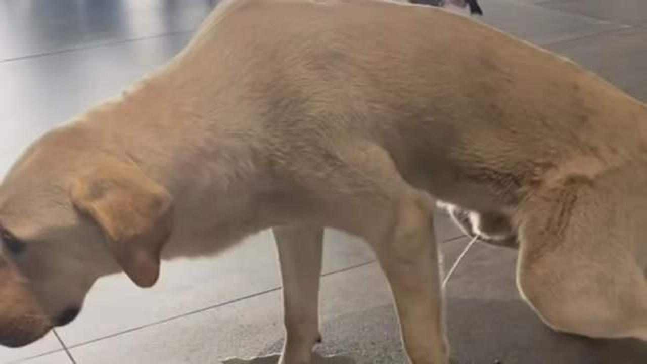 Sokak köpeği rezaleti! Ortak kullanılan alanda, insanların ortasında tuvaletini yaptı