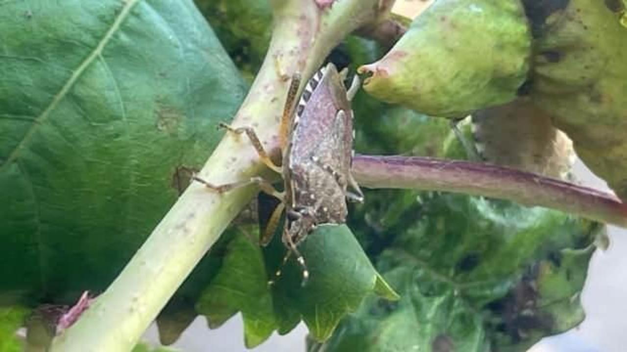 Kabus günbegün yayılıyor! Çare bekleyen çiftçi: 'Sayıları çok fazla ve hızlı ürüyorlar'