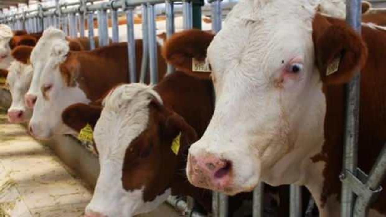 Din İşleri Yüksek Kurulu cevapladı: Kısırlaştırılmış hayvanlar kurban edilebilir mi? 