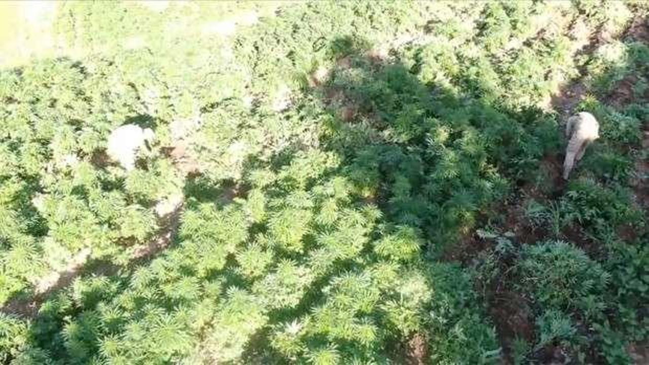 Diyarbakır'da 3 milyon 476 bin kök kenevir ve skunk ele geçirildi