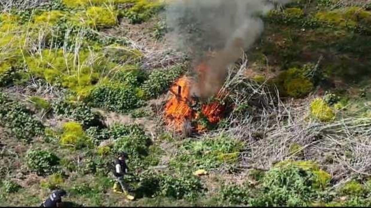 Diyarbakır&rsquo;da Dicle Nehri&rsquo;nin kenarında ekilen 100 milyon TL&rsquo;lik kenevir imha edildi