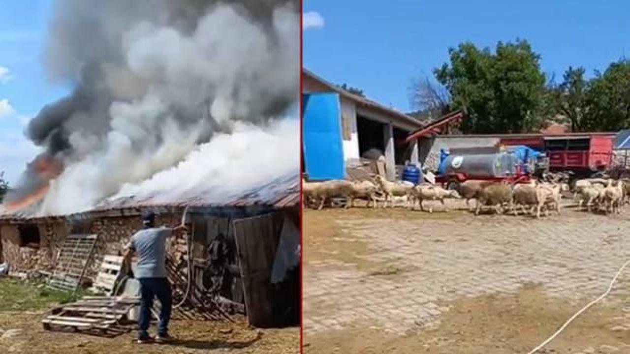 Eskişehir'de fareler 30 koyunu telef edecekti