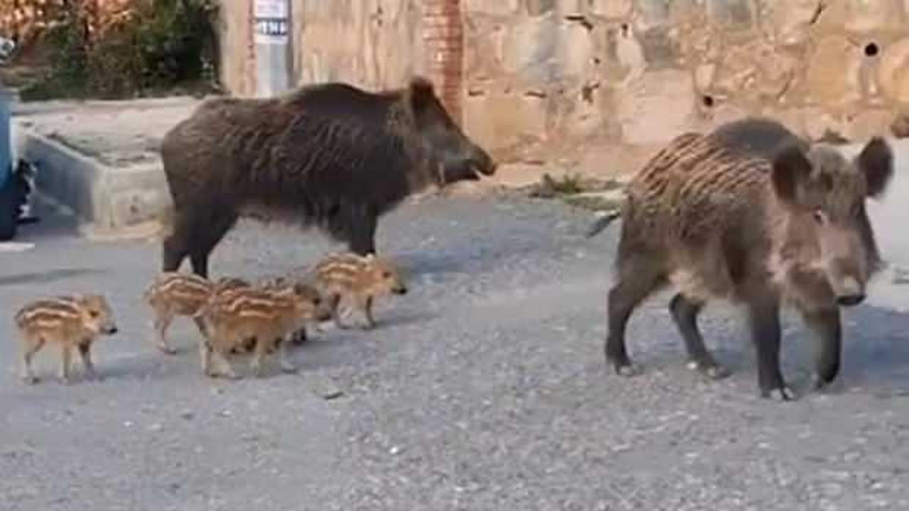 Kaymakamlık uyardı: Yaban domuzu beslemek yasak! Para cezası var 