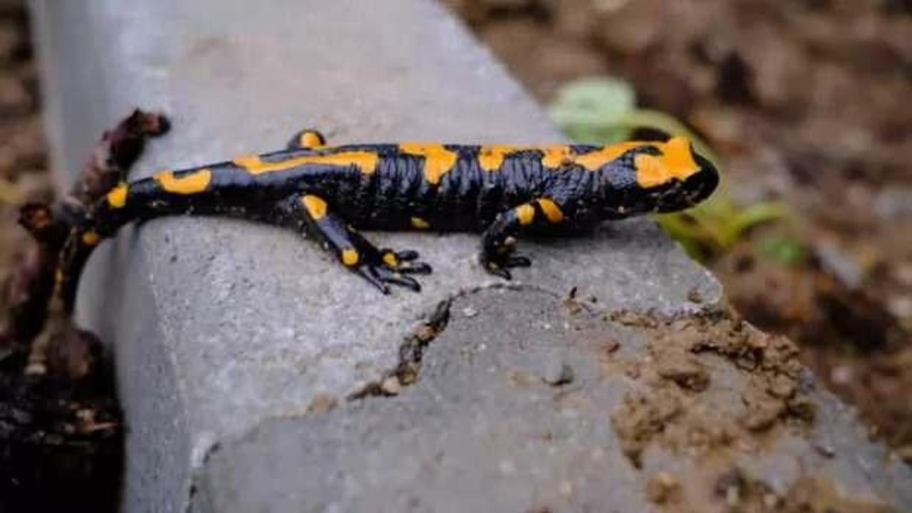 Kayseri'de sarı benekli semender görüldü