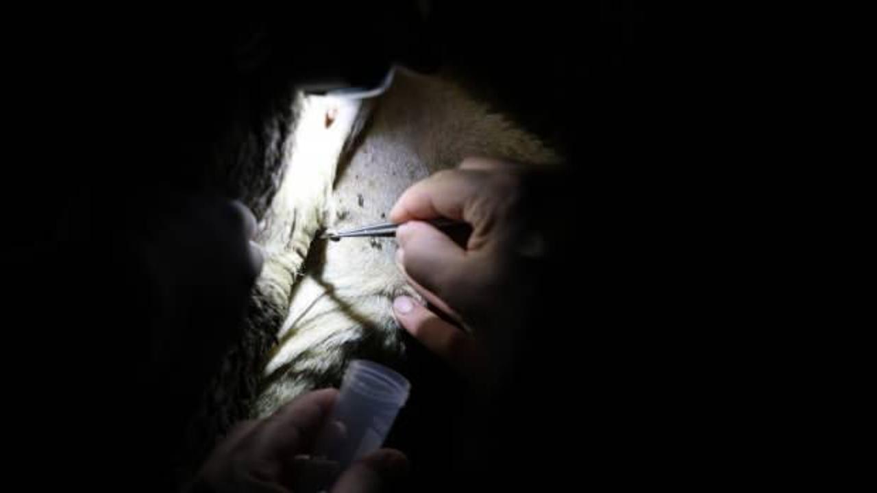 Kene alarmı! Türk ve Japon bilim insanları bir ilde çalışma başlattı 