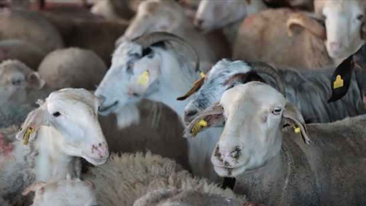 Kurban bağışında "sahte dernek" uyarısı