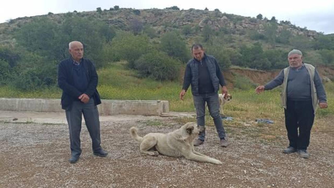 Ankara'da başıboş köpekler buzağıyı parçaladı! Sahipleri isyan etti 