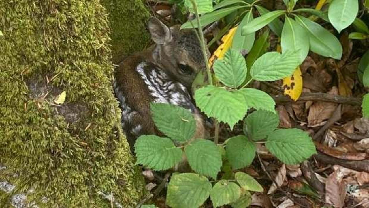 Sevimli yavru karaca annesine kavuştu