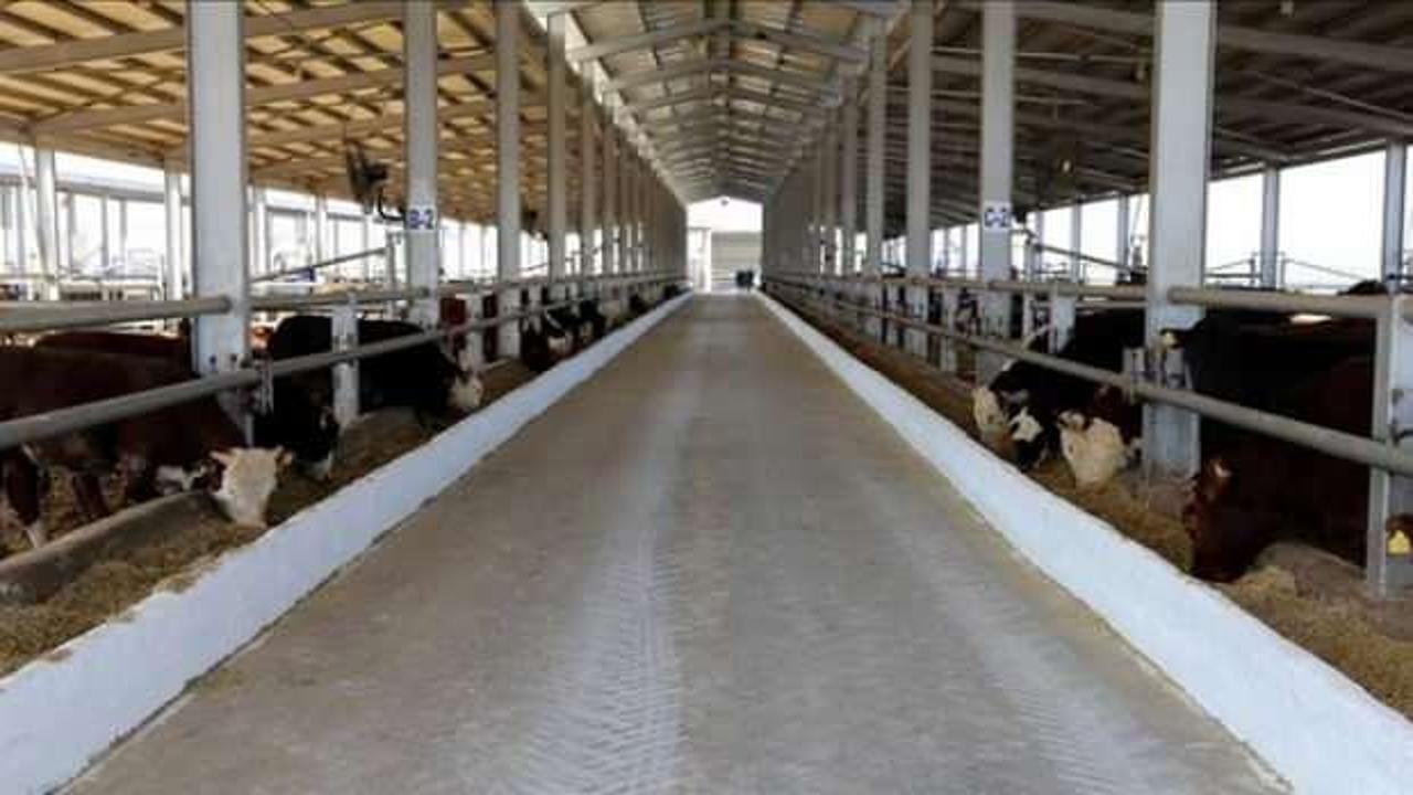 Sivas bazı köy ve mahallelerde şap karantinası başlatıldı