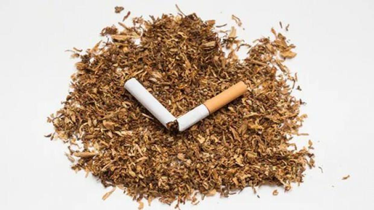 Tütün ürünü kullanan her iki kişiden biri erken ölüyor