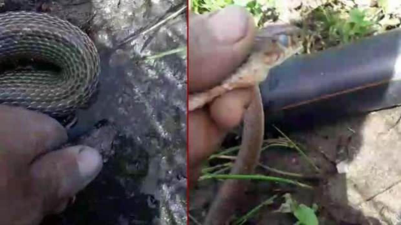 Yılanı çıplak elle yakalayarak su içiren vatandaş: 'Yanmış su diye' 