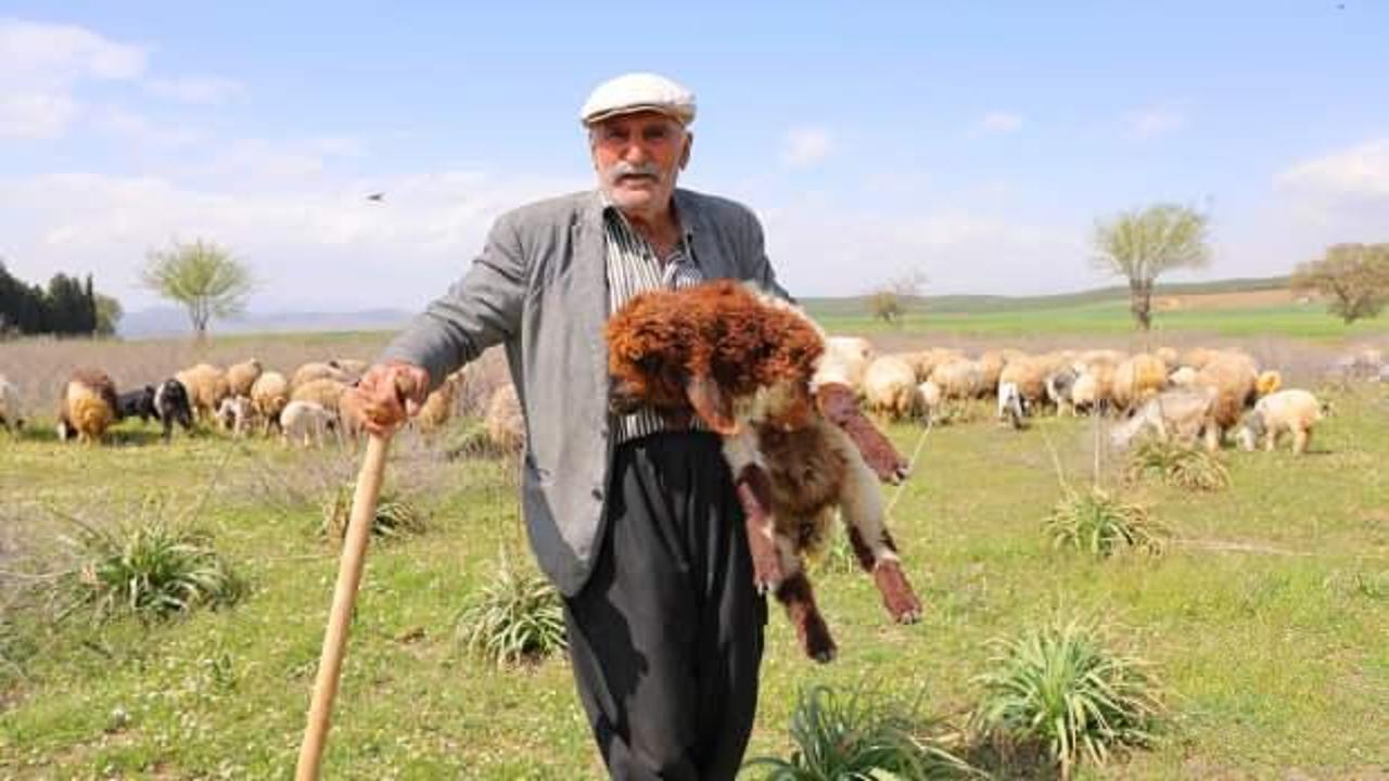 80 yaşında rızkının peşinde koşan çoban: 'Hayvancılık, el işinden çok güzeldir'