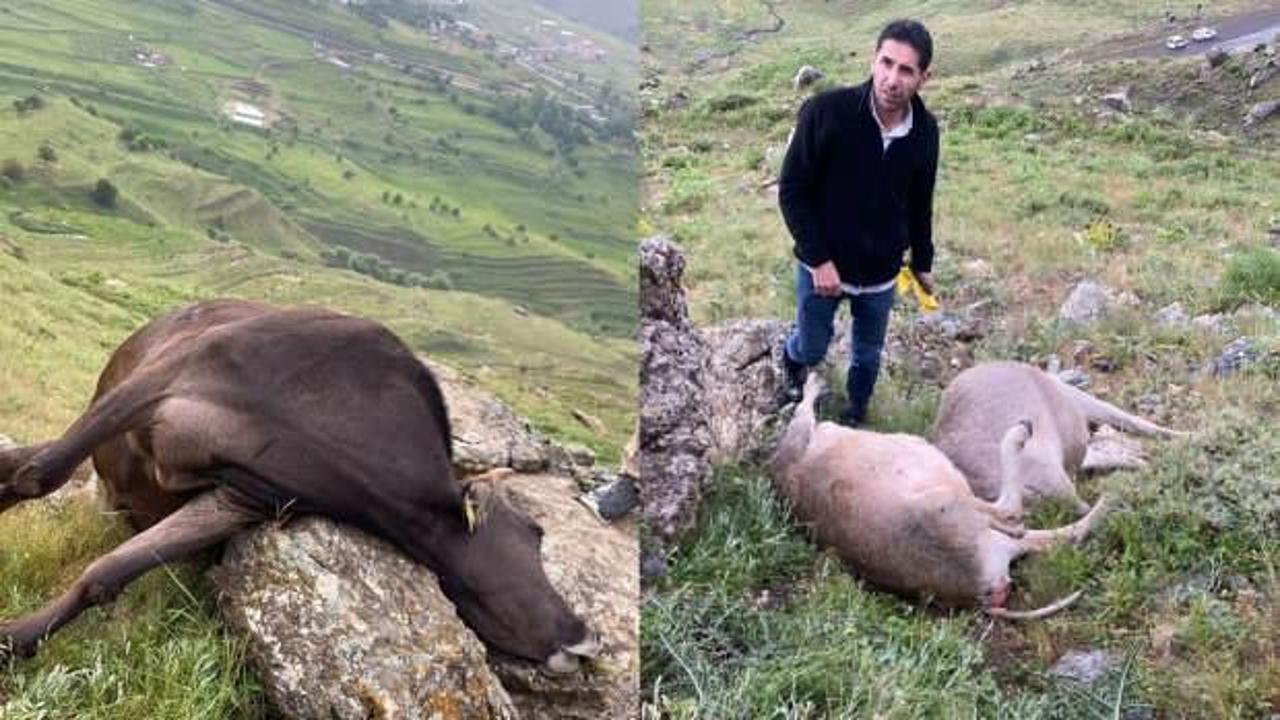 Hakkari'de yıldırım faciası: İneklerini gören besiciler şoke oldu!