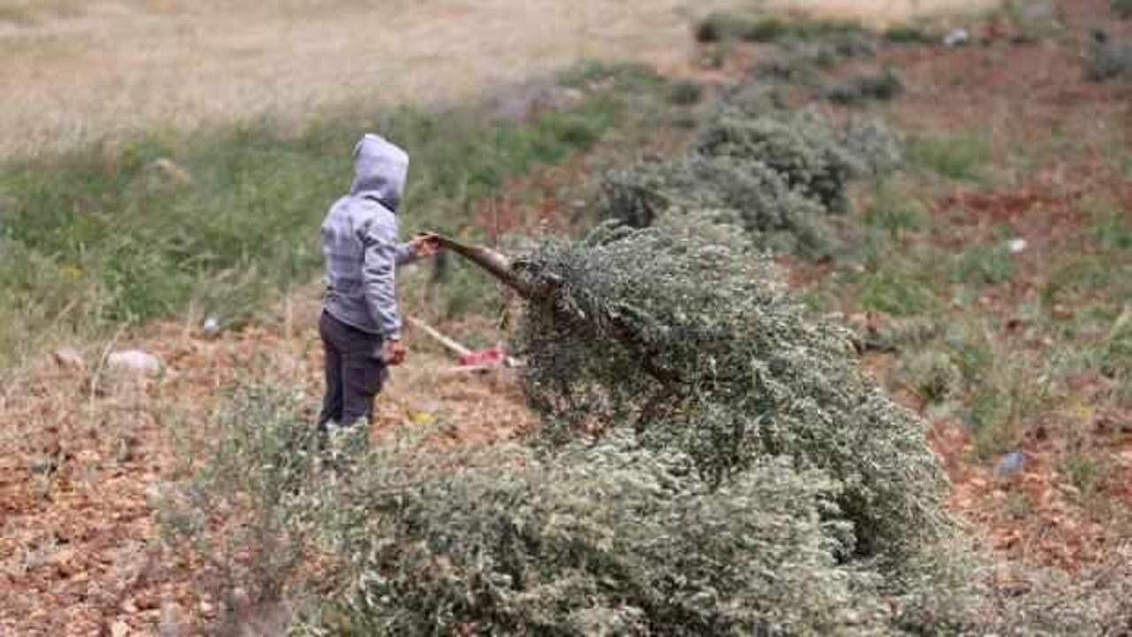 İsrailli yerleşimci zulmü sürüyor...  Batı Şeria'da 100 zeytin ağacı kesildi! 